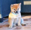 Photo №4. Je vais vendre shiba en ville de Belgrade.  - prix - négocié