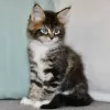 Photo №1. maine coon - à vendre en ville de Eindhoven | négocié | Annonce № 58405