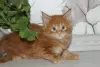 Photo №1. maine coon - à vendre en ville de Novosibirsk | 116€ | Annonce № 10943