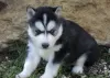 Photo №4. Je vais vendre husky de sibérie en ville de Genève.  - prix - négocié