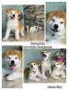 Photo №1. akita (chien) - à vendre en ville de Tambov | négocié | Annonce №93687