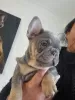 Photo №1. bouledogue - à vendre en ville de Copenhague | 350€ | Annonce №130607