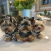 Photo №1. yorkshire terrier - à vendre en ville de Wolfsburg | 200€ | Annonce №115797