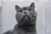 Photo №1. british shorthair - à vendre en ville de Москва | Gratuit | Annonce № 98340