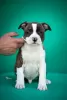 Photo №1. american staffordshire terrier - à vendre en ville de Ниш | négocié | Annonce №102239