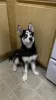 Photo №1. husky de sibérie - à vendre en ville de Дублин | 400€ | Annonce №130498