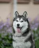 Photos supplémentaires: A vendre mâle FCI Siberian Husky ! 2 mois