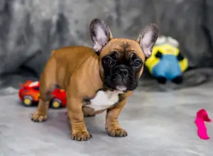 Photo №1. bouledogue - à vendre en ville de Konotop | Négocié | Annonce №3882