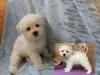 Photos supplémentaires: Adorables chiots Bichon Frise prêts à emménager dans une nouvelle maison