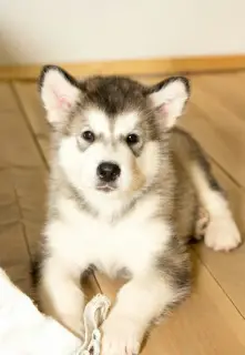 Photos supplémentaires: J'offre à la vente des chiots d'élite de l'Alaska Malamut avec du