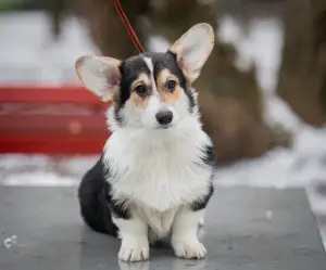 Photo №3. Fille Welsh Corgi Pembroke. Fédération de Russie