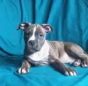 Photo №4. Je vais vendre american staffordshire terrier en ville de Lviv. annonce privée, de la fourrière, éleveur - prix - 673€