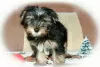 Photo №1. yorkshire terrier - à vendre en ville de Верхние Белозерки | 389€ | Annonce №8463