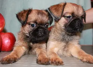 Photos supplémentaires: Les chiots Griffon et Petit-Brabancon de couleur rouge attendent les meilleurs