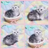 Photo №1. scottish fold - à vendre en ville de Minsk | négocié | Annonce № 42142