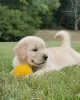 Photo №1. golden retriever - à vendre en ville de Sydney | 5€ | Annonce №131242