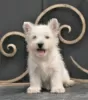 Photos supplémentaires: West Highland White Terrier chiot femelle