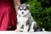 Photo №2 de l'annonce № 7534 de la vente malamute de l'alaska - acheter à Fédération de Russie annonce privée