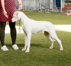 Photo №2 de l'annonce № 2454 de la vente dogue argentin - acheter à Fédération de Russie de la fourrière