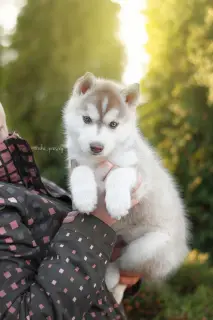 Photo №3. Chiots Husky Sibériens au Chocolat Élite de producteurs titrés. Fédération de Russie