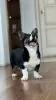 Photos supplémentaires: Cardigan Welsh Corgi