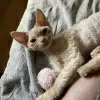 Photo №4. Je vais vendre devon rex en ville de Brodnica. éleveur - prix - 950€