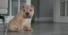 Photo №4. Je vais vendre shar pei en ville de Москва. annonce privée - prix - 300€