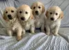 Photo №1. golden retriever - à vendre en ville de Wyoming | 284€ | Annonce №36305