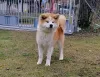 Photos supplémentaires: Chiots Akita Inu japonais