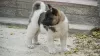 Photos supplémentaires: Chiots Akita américain à vendre