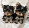 Photo №1. yorkshire terrier - à vendre en ville de Vilvoorde | Gratuit | Annonce №129084