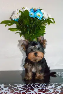 Photo №4. Je vais vendre yorkshire terrier en ville de Saint-Pétersbourg. éleveur - prix - 286€