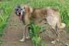 Photos supplémentaires: Kangal chiots