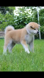 Photos supplémentaires: Les chiots japonais Akita Inu achètent un chiot KSU apprécié chiot Akti hahiko