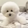 Photo №2 de l'annonce № 99312 de la vente bichon à poil frisé - acheter à USA annonce privée, éleveur