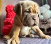 Photo №1. dogue de bordeaux - à vendre en ville de Pskov | 493€ | Annonce №75426