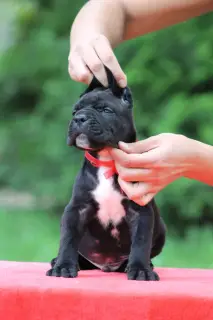 Photo №2 de l'annonce № 2412 de la vente cane corso - acheter à Biélorussie de la fourrière, éleveur