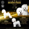 Photo №1. bichon à poil frisé - à vendre en ville de Барвенково | négocié | Annonce №9576