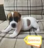 Photo №2 de l'annonce № 10074 de la vente jack russell terrier - acheter à Fédération de Russie annonce privée