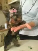 Photo №1. yorkshire terrier - à vendre en ville de Église blanche | 162€ | Annonce №8922