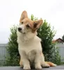 Photo №1. welsh corgi - à vendre en ville de Москва | 1000€ | Annonce №56736