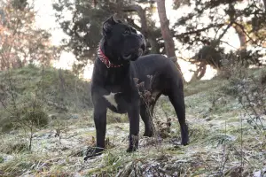 Photo №4. Accouplement cane corso en Lituanie. Annonce № 3279