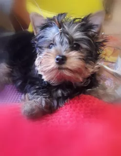 Photo №1. yorkshire terrier - à vendre en ville de Chernomorsk | 640€ | Annonce №6454