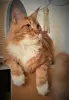 Photo №4. Accouplement maine coon en Israël. Annonce № 35325