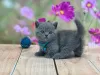 Photo №1. british shorthair - à vendre en ville de Miami | 284€ | Annonce № 93376