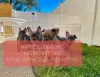 Photo №1. bouledogue - à vendre en ville de Оре | négocié | Annonce №47606