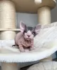 Photo №4. Je vais vendre sphynx en ville de Stockholm. annonce privée - prix - négocié