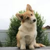 Photo №2 de l'annonce № 56736 de la vente welsh corgi - acheter à Fédération de Russie annonce privée, de la fourrière, éleveur