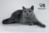 Photo №1. british shorthair - à vendre en ville de Bobruisk | 380€ | Annonce № 11154