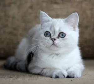 Photos supplémentaires: Chat écossais aux yeux bleus